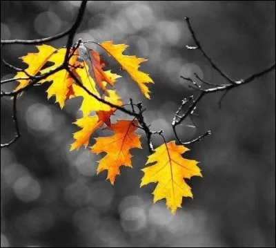 Quel est le seul conifère qui perd ses aiguilles en automne ?