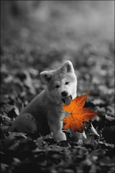 De quel arbre est tombée cette feuille récupérée par ce joli chiot ?
