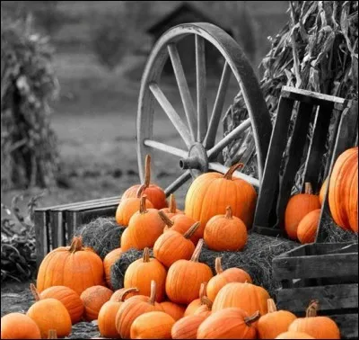 Quelle différence y a-t-il entre ces deux fruits d'automne que sont la citrouille et le potiron ?