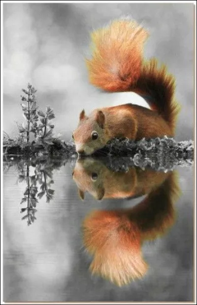 Que fait l'écureuil roux en automne ?