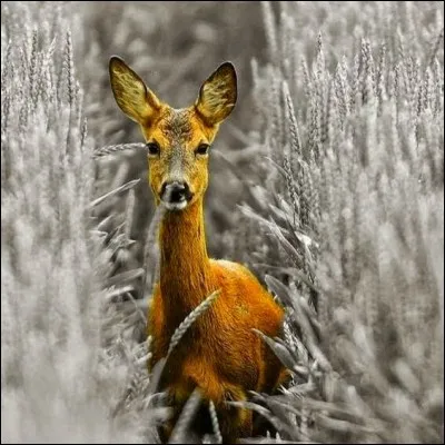 Que représente l'automne pour la biche ou le cerf ?