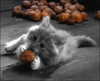 L'automne est la saison des noix ! Que faire avec vos noix, dès qu'elles sont cueillies en octobre ?