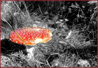 Lequel de ces champignons ne pousse pas en automne ?