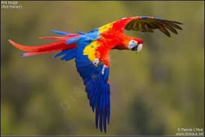 Nature/géographie : l'ara rouge ou ara macao est un grand perroquet vivant dans les forêts tropicales américaines. Dans quel pays d'Amérique centrale est-il considéré comme l'oiseau national ?