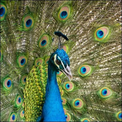 Dans quelle catégorie sont classés les oiseaux ?