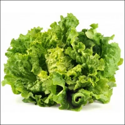 Quel dinosaure n'était pas herbivore ?