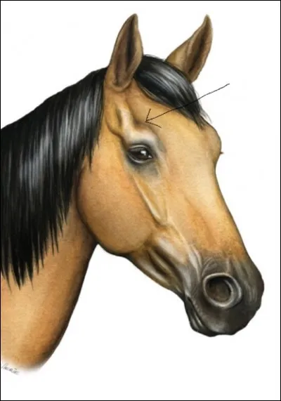 Quelle est cette partie de la tête du cheval ?