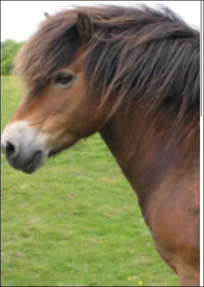 Quelle est la race de ce poney ?