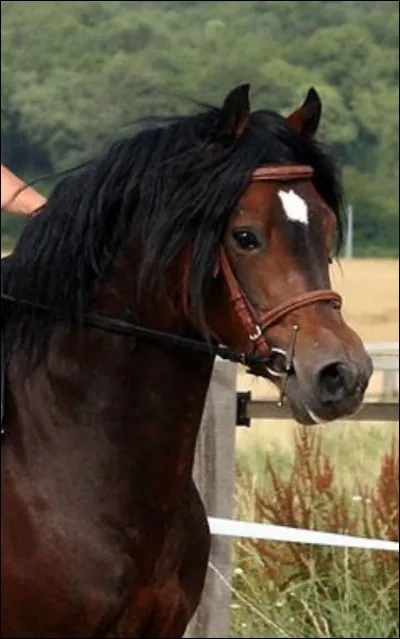 Quelle est la race de ce poney ?