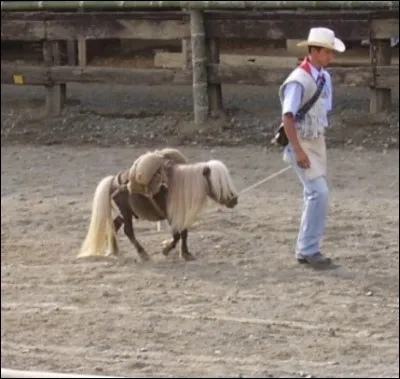 Le falabella est une race de...