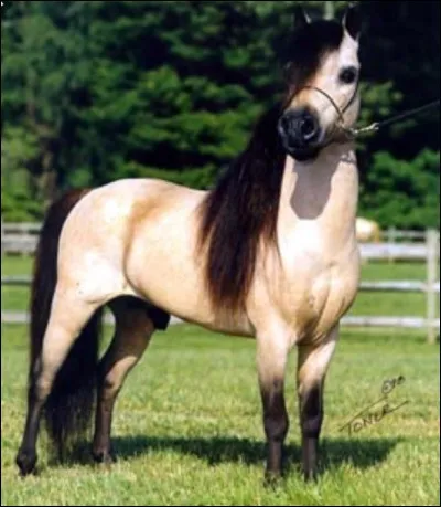 De quel pays le falabella est-il originaire ?