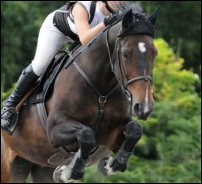 Quel est le record du monde de saut en hauteur à cheval ?