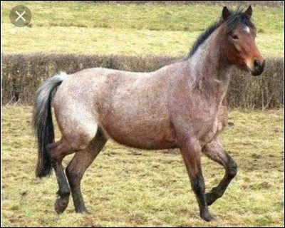 Quelle est la robe de ce cheval ?