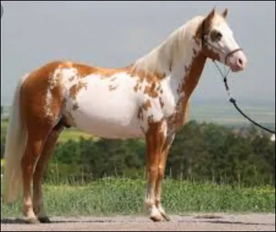 Quelle est la panachure de ce cheval ?
