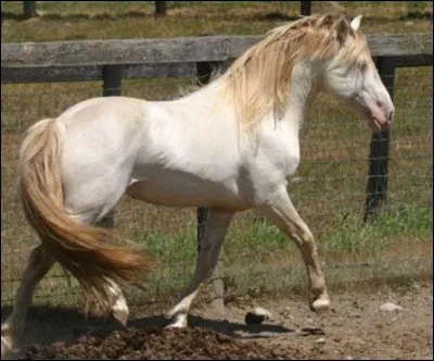 Quelle est la robe de ce cheval ?