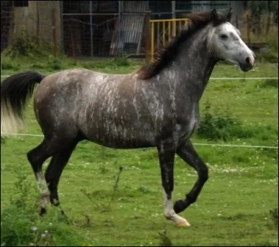 Quelle est la panachure de ce cheval ?