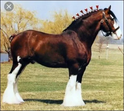 Quelle est la race de ce cheval ?
