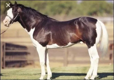Quelle est la panachure de ce cheval ?