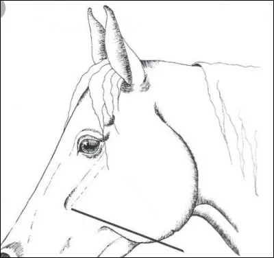 Quelle est cette partie de la tête du cheval ?