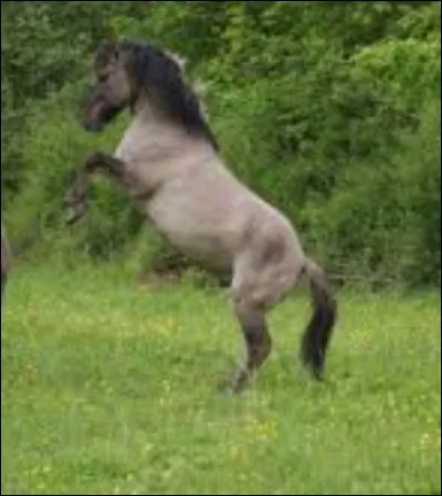 De quelle race fait partie ce cheval ?