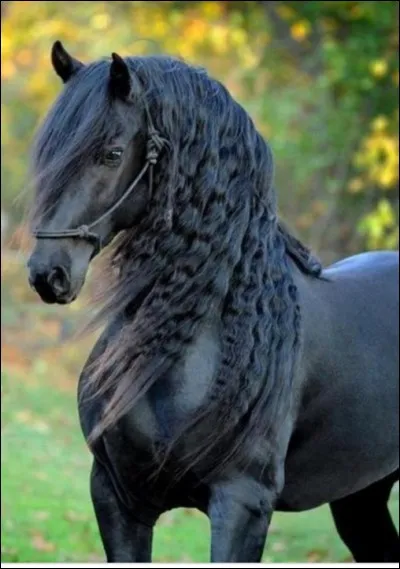 De quelle race fait partie ce cheval ?