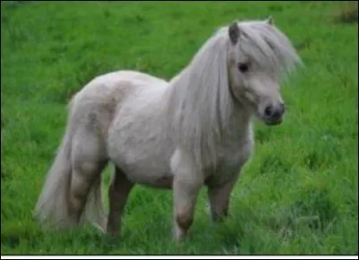 De quelle race fait partie ce cheval ?