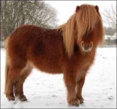 De quelle race fait partie ce poney ?