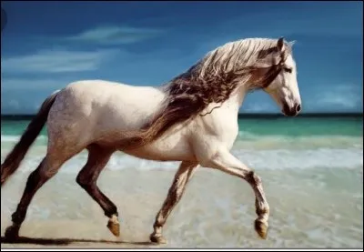 Quelle est la race de ce cheval ?