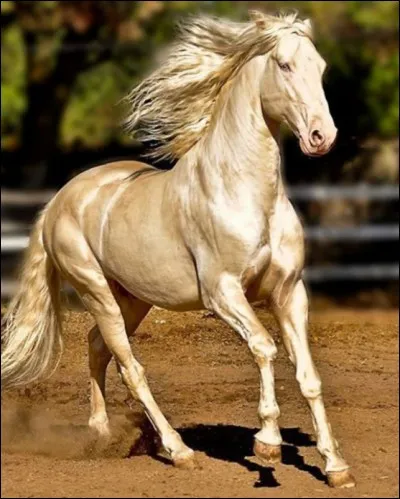 De quelle race fait partie ce cheval ?