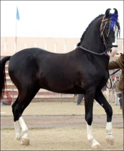 Quelle est la race de ce cheval ?
