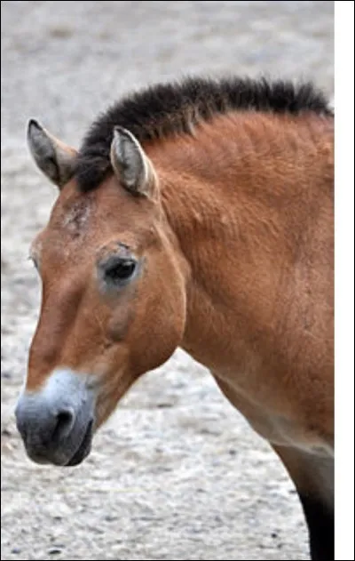 Quelle est la race de ce cheval ?