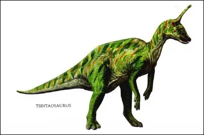 Le Tsintaosaurus mesurait :