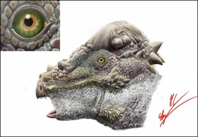 Quelle est la hauteur d'un crâne de Pachycephalosaurus ?