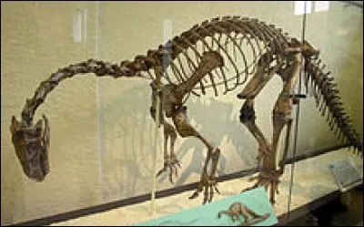 Le Plateosaurus est le descendant direct des grands sauropodes.
