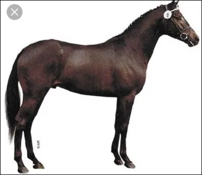 Quelle est la race de ce cheval ?