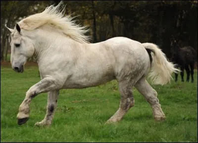 De quelle race fait partie ce cheval ?
