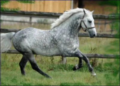 Quelle est la race de ce poney ?