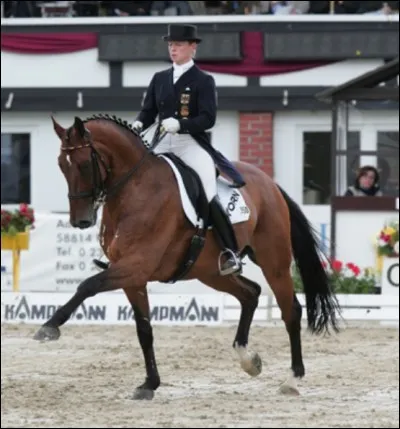 Quelle est la race de ce cheval ?