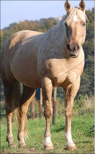 Quelle est la race de ce cheval ?