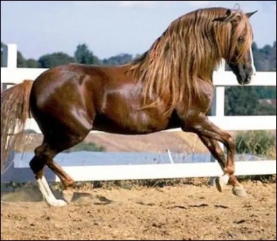 Quelle est la race de ce cheval ?