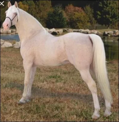 De quelle race fait partie ce cheval ?