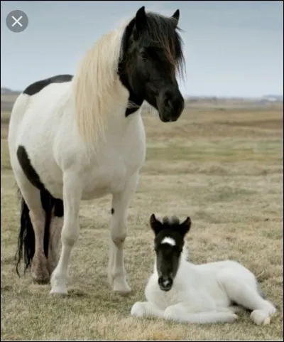 De quelle race fait partie ce poney ?