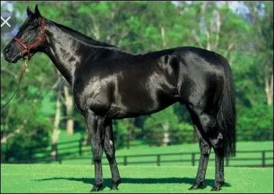 Quelle est la race de ce cheval ?