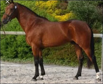 De quelle race fait partie ce cheval ?