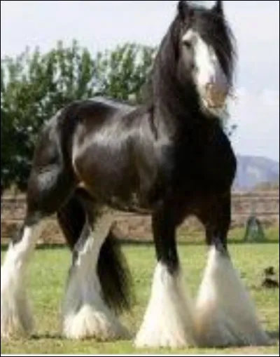 De quelle race fait partie ce cheval ?