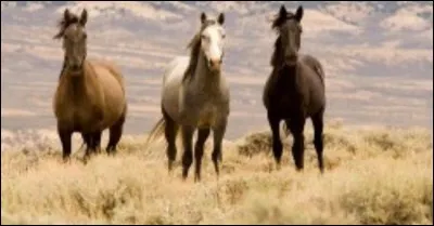 De quelle race fait partie ce cheval ?