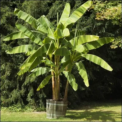 Je suis la couleur de la banane mûre.