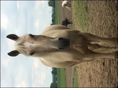 Quelle est la robe de ce cheval ?