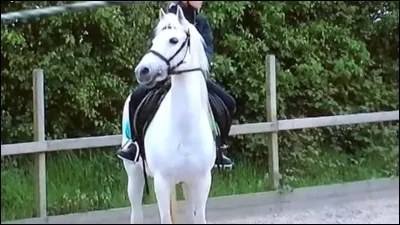 Combien y a-t-il de temps dans le galop ?