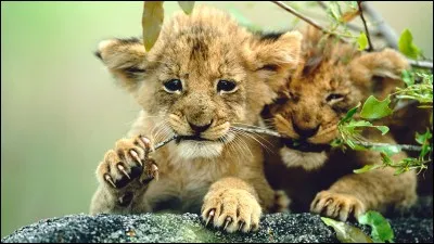 Harry, Ron et Hermione montent sur un lion.